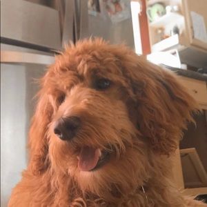 Meet your Posher, Lyric